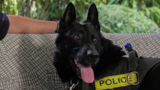 Lynnwoods K9 Heroes Police Dog Eli [upl. by Enyal]