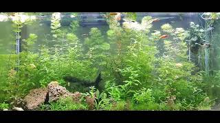 One Hour of Freshwater Aquarium Footage in UltraWide 4K Aspect Ratio 3840x1728 [upl. by Amling]