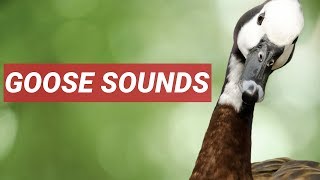 GEESE SOUND IN HIGH QUALITY [upl. by Schramke]