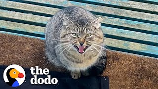 Woman Spends A Year Getting A Feral Cat To Love Her  The Dodo [upl. by Wehttam]