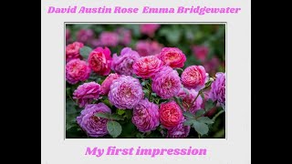 David Austin Rose Emma Bridgewater has arrived in my garden Lets take a first look at her [upl. by Erina309]