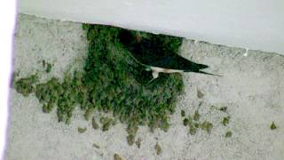 Streakthroated Swallow or Indian Cliff Swallow Petrochelidon fluvicola Construction of Nest [upl. by Carnay]