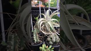 Tillandsia Xerographica airplants tillandsia [upl. by Lemaj]