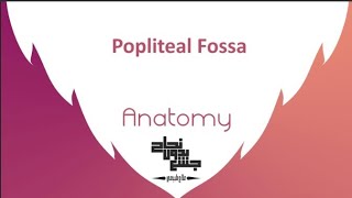 Popliteal Fossa Anatomy 2 Lec 3part2 [upl. by Amity210]