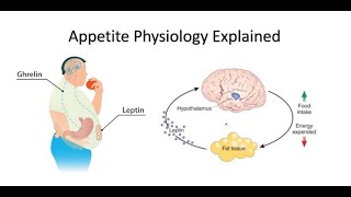 Appetite Ghrelin and Leptin Explained [upl. by Odranoel]