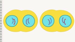 Biologie Die Zellteilung [upl. by Brenda]
