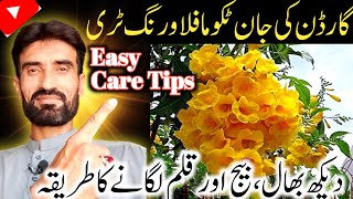 How to Care for Tecoma Flowering Tree amp Propagate from Cuttings and Seeds  Easy Steps [upl. by Roque455]