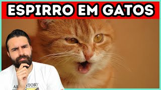 Meu Gato Começou a Espirrar Devo Me Preocupar [upl. by Ahmar]