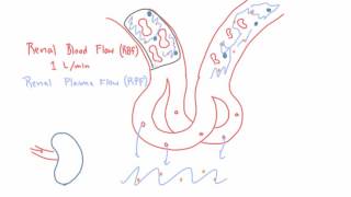 Renal Blood Flow RBF and Renal Plasma Flow RPF [upl. by Nelleh]