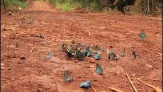 Mariposas de Iguazú [upl. by Paza650]