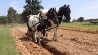 Horse drawn plow [upl. by Adnilg]