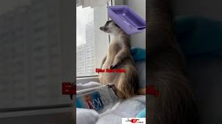 Bam bam bam сурикотики meerkat cat шпротик bambambam music song hit [upl. by Resneps]