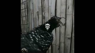 bird of prey scary sound☠️☠️ [upl. by Mosira]