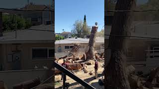 Massive Piece of Tree Accidentally Knocks Down Wall While Getting Cut  1524146 [upl. by Tiduj773]