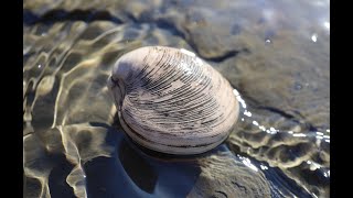 2022  Marine Fossil Hunting  Oregon Coast  Ep 06 OregonCoastAgates OregonCoastFossils [upl. by Atok372]