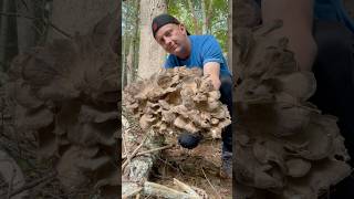 Maitake Mushrooming Fall Foraging Hen of The Woods Edible Mushrooms Hiking Nature Food Hike RI MA CT [upl. by Eveivaneg822]