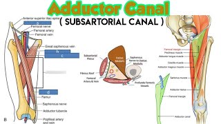 adductor canal boundaries contents subsartorial canal anatomy anatomy mnemonics [upl. by Alisha]