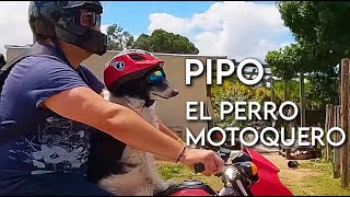 PIPO el Perro Motoquero [upl. by Latsirhc]