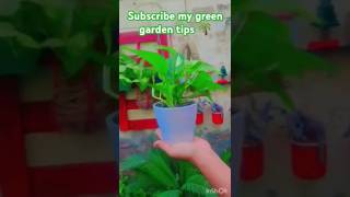 Easy tips to grow golden Pothosmoney plant in soil  Money plant propagation pothospropagation🌱♥️ [upl. by Anaicilef]