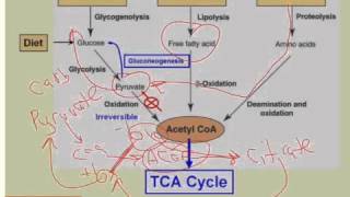 Acetyl CoA Connects Pathways of Catabolism [upl. by Vanhook959]