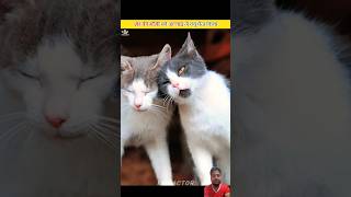 Sher ki mausi billi facts factsvideo amazingfacts cat lion factsaboutanimals factshorts [upl. by Yehsa107]