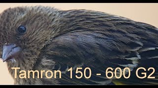 Tamron 150  600 G2 Sony Follow up Review [upl. by Julio]