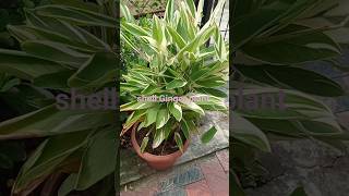 How to Grow and care Variegated Shell Ginger  ornamental plant ☘️shorts [upl. by Mcclenon]