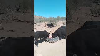 El ganado en la sierra d chihuahua [upl. by Hylan]