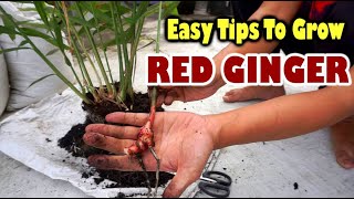 How to Growing Red Ginger From Ginger Plant  Tips to Divide Ginger Plants  Better home amp Garden [upl. by Nordine]