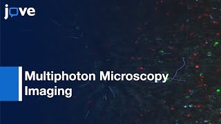 Multiphoton Microscopy Imaging of Immune Cells of Liver  Protocol Preview [upl. by Ahcsas979]