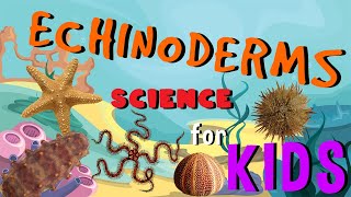 Echinoderms  Starfish Invertebrate Animals  Science for Kids [upl. by Sand67]