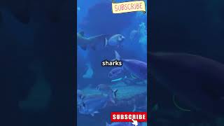 facts about shark factsinhindi facts animallovershort nature [upl. by Arvie]