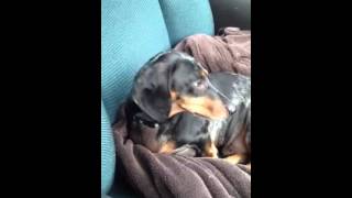 Dachshund head tremor [upl. by Buchheim280]