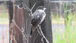 Grey Butcherbird Hervey Bay Qld [upl. by Annoynek325]