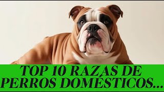 TOP 10 RAZAS DE PERROS DOMESTICOS [upl. by Yenaiv]