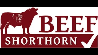 Beef Shorthorn National Show at Westmorland Show 11th September 24 [upl. by Ario940]