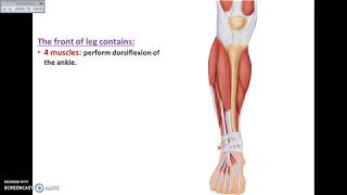 Overview of Lower Limb 8  Front of Leg and Dorsum of Foot  Dr Ahmed Farid [upl. by Sefton]