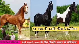 Stallions of AH Stud farm  Basni  Udaipur Stallion  RAJA  YODHA MUBARAK 8605666555 [upl. by Sholley]