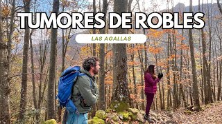 TUMORES DE LOS ROBLES LAS AGALLAS [upl. by Yrevi]