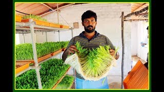 ஹைட்ரோபோனிக்ஸ் பற்றிய விளக்கங்கள்  Hydroponics Fodder Cultivation FAQ [upl. by Nodal]