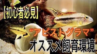 【これからアピストを始める方必見】初心者が1年飼育してわかった、おすすめの飼育環境とは？ 65 [upl. by Anneres]