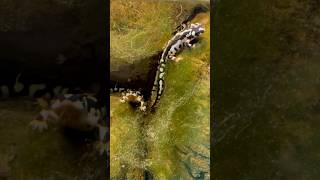 Critically endangered Luristan Newt Neurergus kaiseri from Iran amphibian love viralvideo vlog [upl. by Brinson]