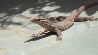 Indian monitor lizard Found my Outside Home also Known As Ghorpad in Maharashtra [upl. by Enilesoj]