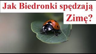 Jak Biedronki przygotowują się do Zimy [upl. by Yrred]