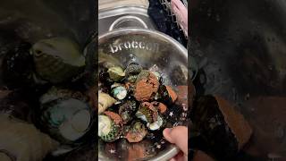 我在澳洲🇦🇺清水煮墨爾本的海灘小響螺🦪🦪美食推薦官 美食探店 海外生活 澳洲 美食 海鲜 生蠔 [upl. by Drooff]