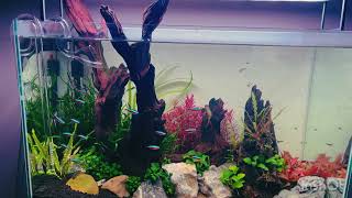 Amazing 39L Planted Tank  Tank Update [upl. by Ennahoj]