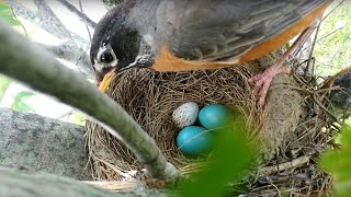 Brood parasitism American Robin rejects a Cowbird egg [upl. by Enihpad]