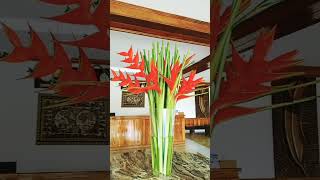 Heliconia red plant nature lovers shortvlog [upl. by Piggy]