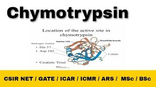 Chymotrypsin enzyme  Mechanism Catalytic Triad CSIR NET Life Science  Gate Life Science  Hindi [upl. by Delle]