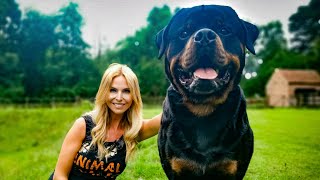 THE ROTTWEILER  FEROCIOUS GUARD DOG OR FAMILY PET [upl. by Adnuahsor]